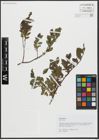 Foto von Salix alpina Scop.